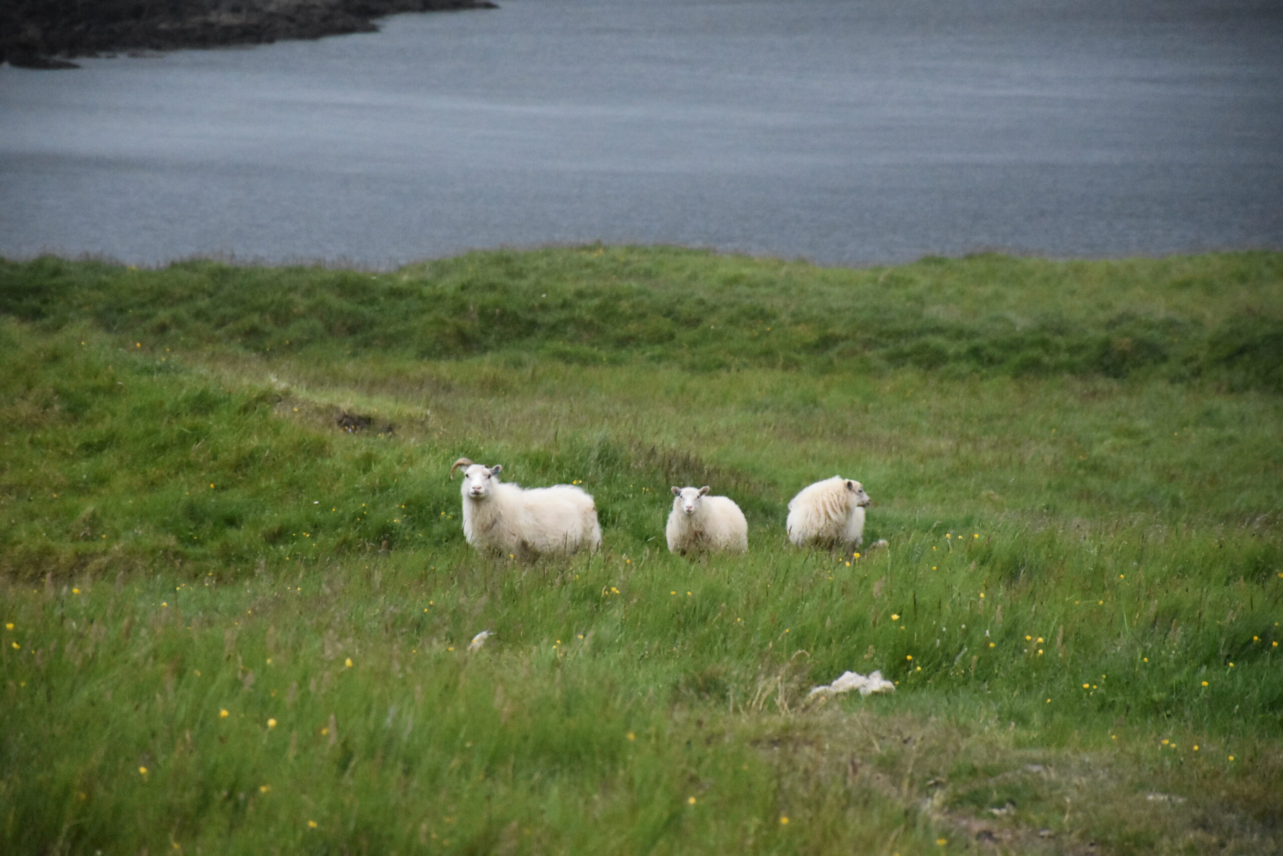 Islanda_15 - Fáskrúðsfjörður 57 Le immancabili pecore e capre che ti osservano quando pensi di essere solo!