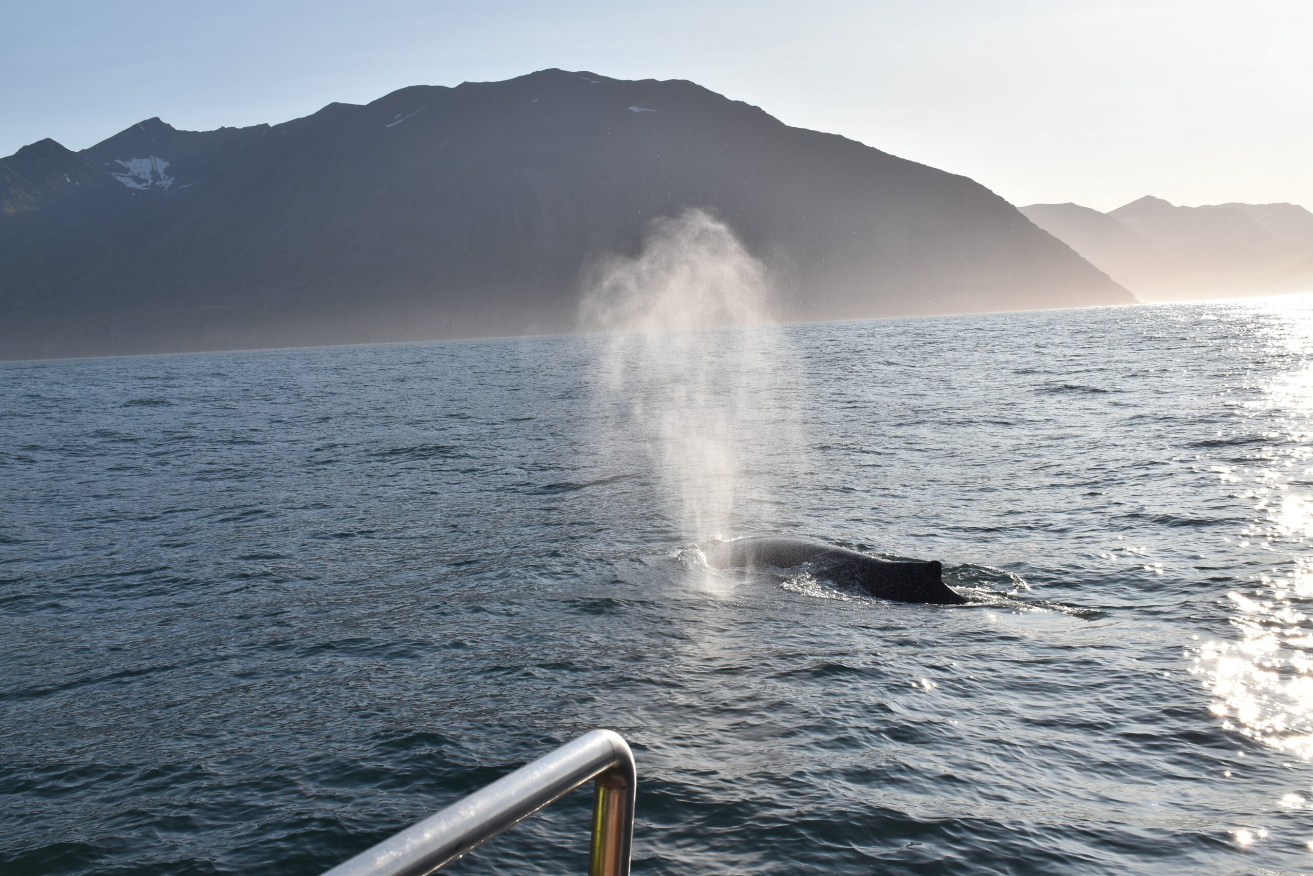 Islanda_21 - Hauganes 157 Si fa annunciare da un geyser personale