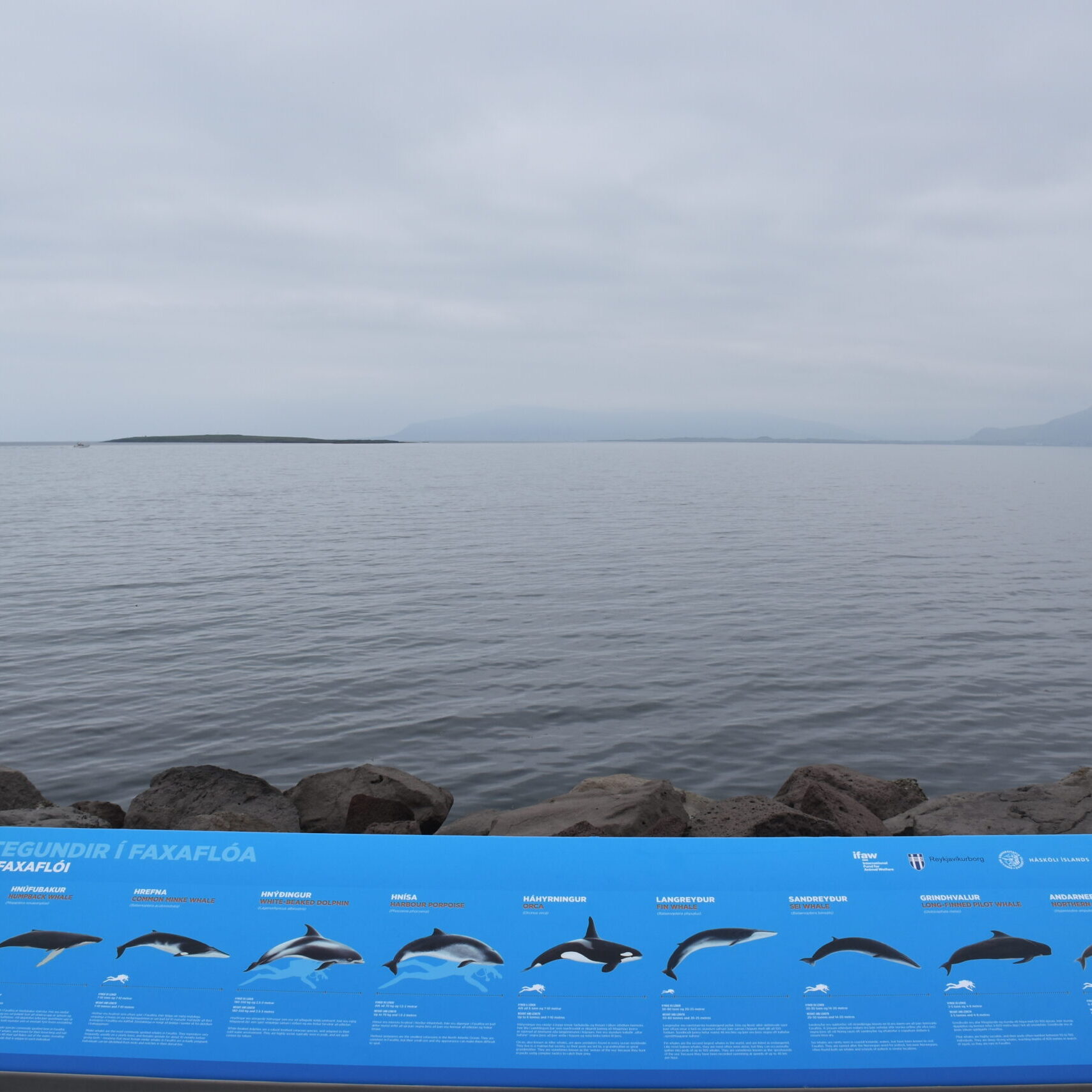 La legenda delle balene che si possono avvistare nella baia