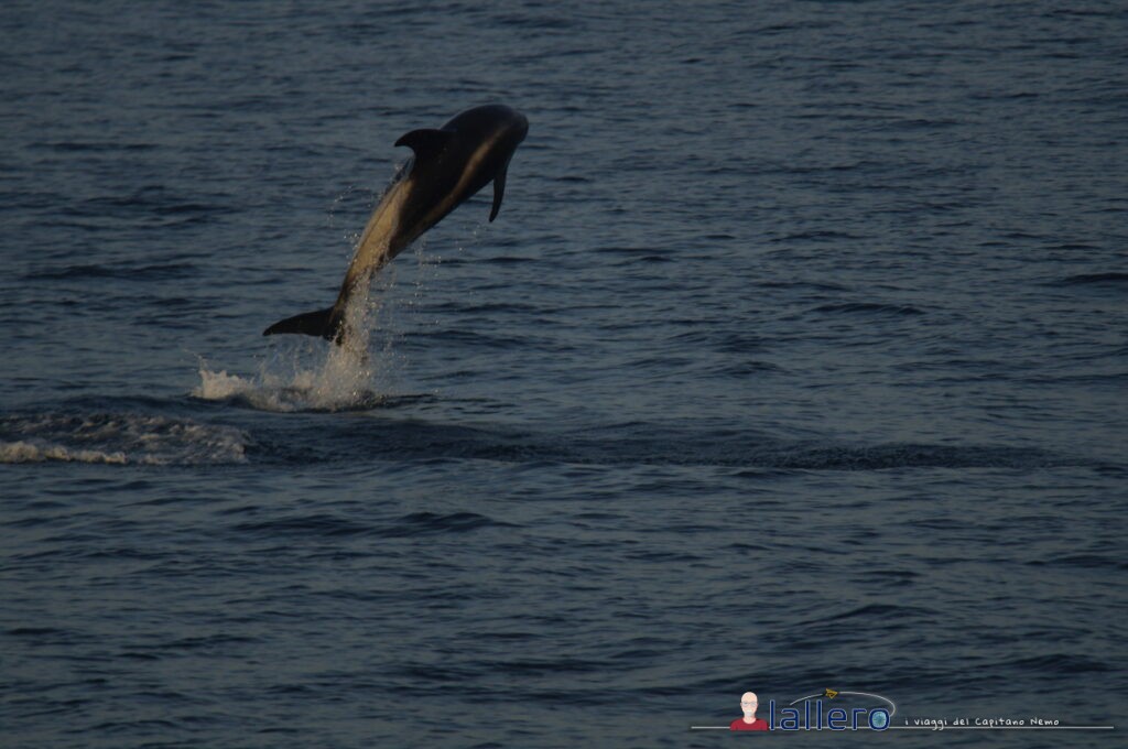 Delfino che salta