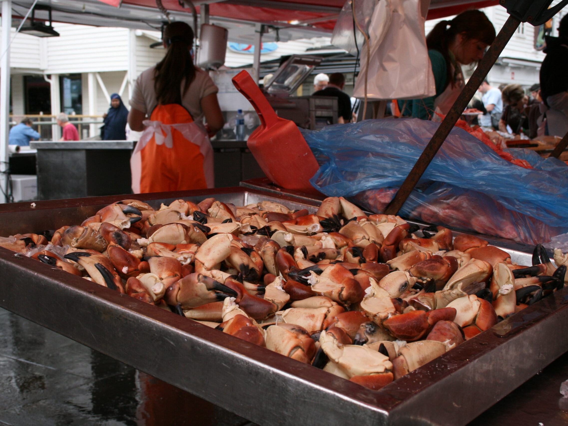 King Crab o Granchio Reale Rosso della Norvegia.